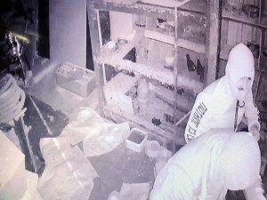 Manisa’da Güvercin Hırsızları Kameraya Yakalandı