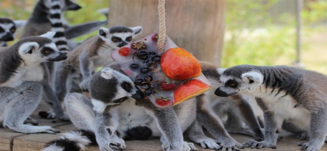 Hayvanların 44 Derecede Dondurma Keyfi