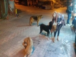 Sokak Hayvanlarına Yiyecek