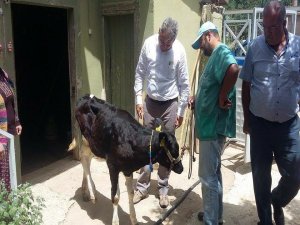 Rodoplu, LSD Hastalığı İle İlgili İncelemelerde Bulundu
