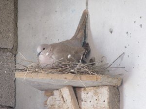 Kumru Yuvası İnşaatı Durdurdu