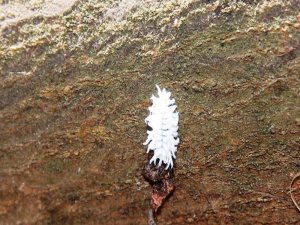 Bodrum’da Mandalina Ağaçları İstilaya Uğradı