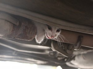 Aracın Altına Sıkışan Kediyi İtfaiye Kurtardı