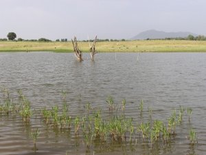 Gölette Kaybolan Yaşlı Adamın Cesedi Bulundu