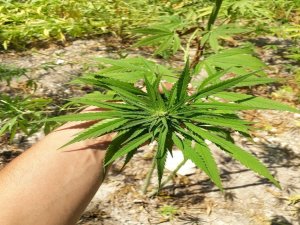 Kenevirleri Sularken Suçüstü Yakalandı