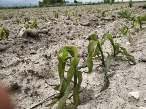 Afyonkarahisar’daki Tarım Arazileri Zirai Dondan Büyük Zarar Gördü