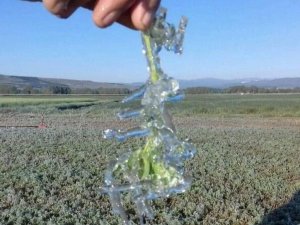 Kütahya İl Tarım Müdürü Özçalık: "Üreticimiz Mağdur Olmayacak"