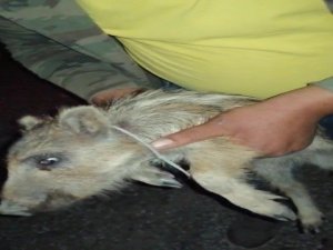 Yavru Domuzun Boynundaki Kelepçeyi Çıkarmak İçin Seferber Oldular