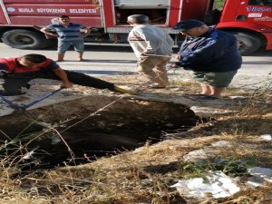 Otlarken Foseptik Çukuruna Düştüler