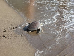 Muğla’da Tedavisi Tamamlanan Deniz Kaplumbağaları Doğal Ortamına Kavuştu