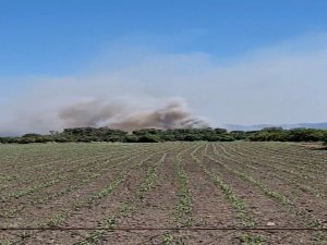 Köyceğiz’de Zirai Ve Zeytinlik Alanda Yangın