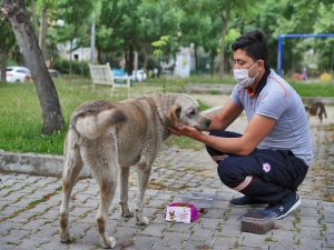 Sokağa Çıkma Kısıtlamasında Sokak Hayvanları Unutulmadı