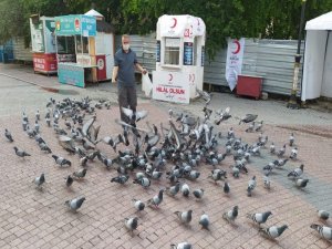 Yiyecek Bulmakta Güçlük Çeken Güvercinleri Muhabirler Yemledi