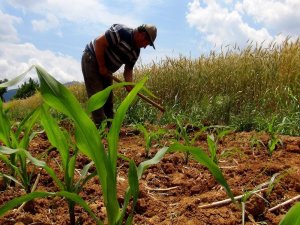 Çiftçilerden Koronaya İnat Üretim