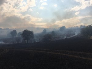 İzmir’de Ekin Tarlaları Küle Döndü