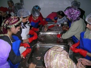 Anadolu Su Kurbağalarının Nesli Tehlike Altında