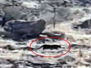 Bodrum’da Jaguara Benzetilen Hayvan Merak Uyandırdı