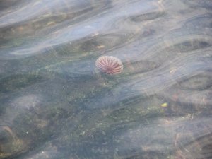 İzmir’de Sokaklar Boş Kaldı, Körfezde Deniz Canlıları Gün Yüzüne Çıktı
