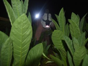 40 Gün Boyunca Uykuyu Unutuyorlar