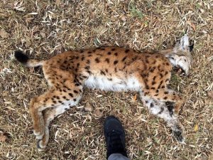 Nesli Tükenme Tehlikesinde Olan Vaşak Ölü Bulundu