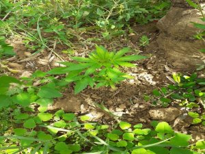 Zeytin Bahçesinde Kenevir Ele Geçirildi