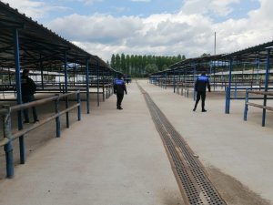 Canlı Hayvan Pazarı Faaliyete Hazır