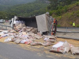 Buğday Yüklü Tır Şarampole Devrildi