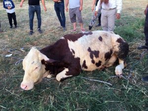 Kuyuya Düşen İneği İtfaiye Ekipleri Kurtardı