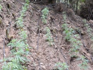 Manisa’da 966 Kök Kenevir Bitkisi Ele Geçirildi