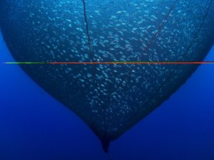 Balığın En Güzel Halini Fotoğraflayanlar Ödüle Kavuştu