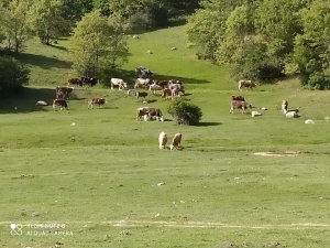 Dumlupınar’da Hayvan Üreticilerini Sevindiren Haber