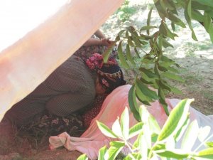 Kuşadası’nda Ağaçtan Düşen Kişi Hayatını Kaybetti