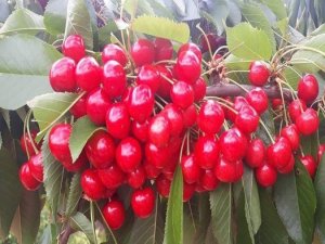 Şaphane Kirazı Toptancıda 2 Tl, Markette 8 Tl 95 Kuruş