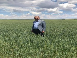 Altıntaş’ta Buğday Üretiminde Böcek Alarmı