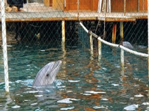 Yunuslara Özgürlük Platformu’ndan Tbmm’ye Çağrı