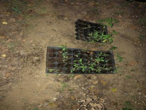 Beydağ’da 550 Kök Kenevir Ele Geçirildi