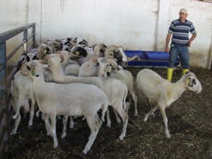 Üniversitenin Kurbanlıkları Belirlendi