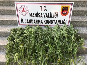 Sazlık Alana Ekilen Kenevirler Drone İle Tespit Edildi