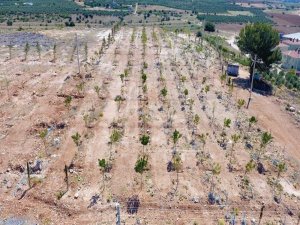 Bulgurca’ya Yeni Orman Alanı