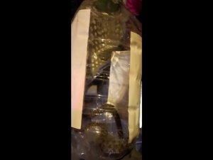 Apartman Dairesinin Balkonuna Çıkan Yılan Paniğe Neden Oldu