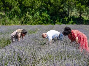 Seferihisar’da Lavanta Hasadı Heyecanı