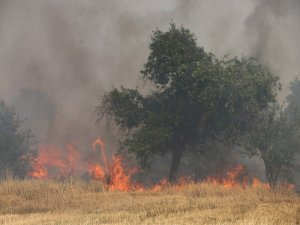 Bin 500 Paket Saman İle Bin Dekar Alan Küle Döndü