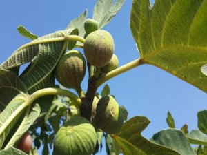 İncir Bahçelerinde Kırmızı Örümcek Mücadelesi Sürüyor