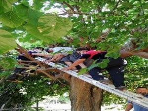 Ağaçta Mahsur Kalan Yaşlı Adamı İtfaiye Kurtardı