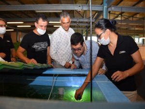 İl Tarım Müdürü Saylak, Karides Üretimini Yerinde İnceledi