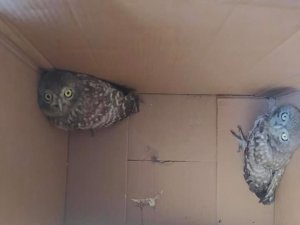 Bacada Mahsur Kalan Yavru Baykuşları İtfaiye Kurtardı