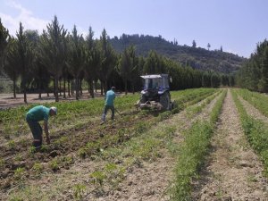 Adabahçe Projesinde Hasat Vakti Başlıyor