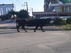 Kurbanlık İnek Firar Etti