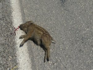 Karayoluna Çıkan İki Yavru Domuz Telef Oldu