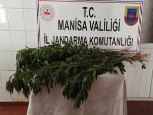 Ormanlık Alanları Kenevir Tarlasına Çevirdiler